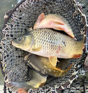 Crap acvacultură România 