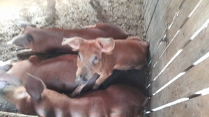 Cauta casa noua! - imagine 3