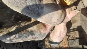 Cauta casa noua! - imagine 2