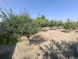 Teren de vânzare Cuza Voda - imagine 4