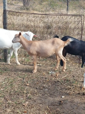 Vând iede de rasă de  lapte 