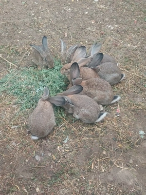 Vând iepuri uriaș german 