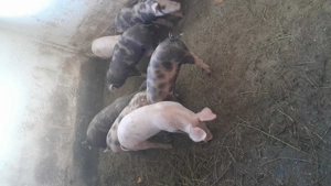 De dat 10 bucăți la 30 de kg marele alb cu landrace si petrean 