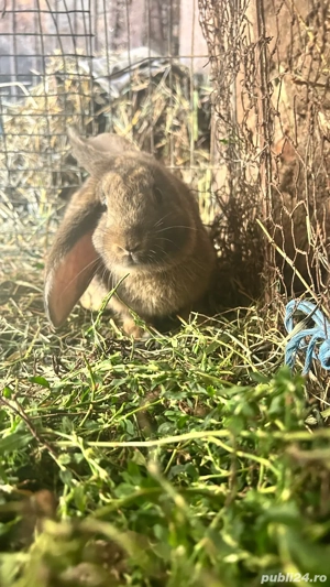 vand urgent 3 iepuri 