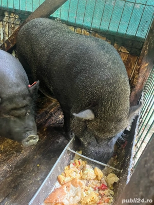 porci vietnamezi  - imagine 2 porci vietnamezi  - imagine 2