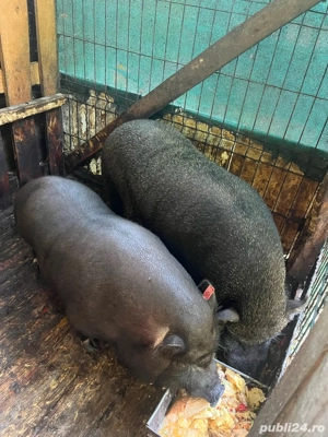 porci vietnamezi  - imagine 3 porci vietnamezi  - imagine 3