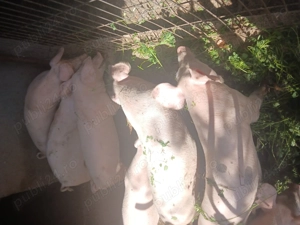 Porci landrace 70-100 kg - imagine 2