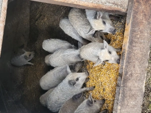 Vând 9 purcei de mangalița 