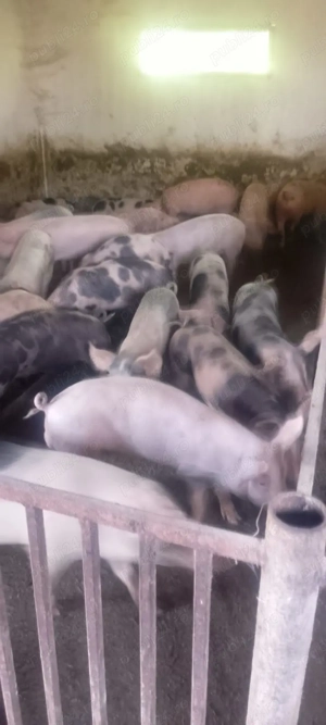 Porci de vânzare 40-50 kg