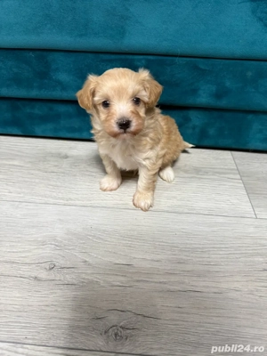 maltipoo de vanzare