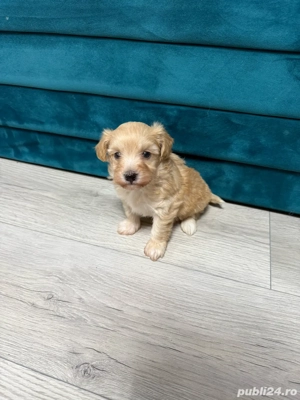 maltipoo de vanzare - imagine 3