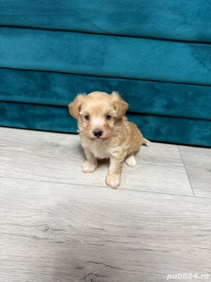 maltipoo de vanzare - imagine 2