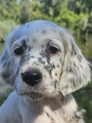 Pisici bengaleze . Fete si baieti