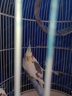 Ninfe        - imagine 4