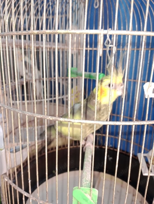 Ninfe        - imagine 2