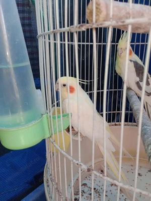 Ninfe        - imagine 5