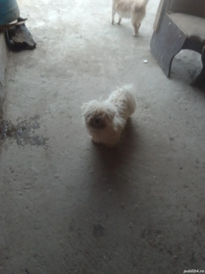 caine de vanzare - imagine 2