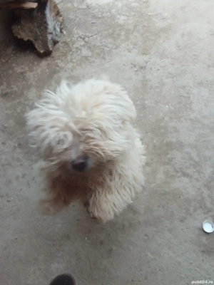 caine de vanzare - imagine 3