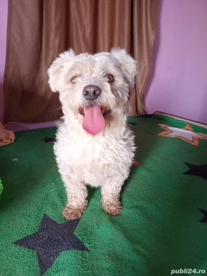 bichon mascul  - imagine 2 bichon mascul  - imagine 2