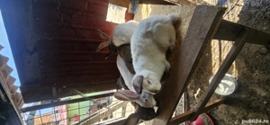 Iepuri de casa vii sau carcasa - imagine 3