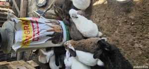 Iepuri de casa vii sau carcasa - imagine 4