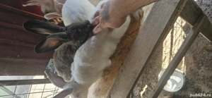 Iepuri de casa vii sau carcasa - imagine 2