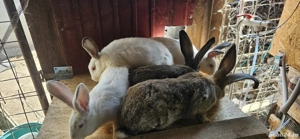 Iepuri de casa vii sau carcasa - imagine 5