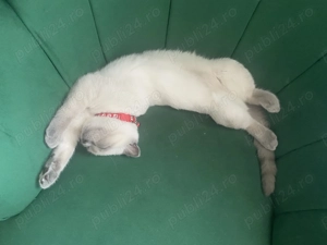 Scottish fold blue 2 băieței și o fetiță  - imagine 2