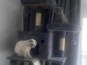 Scottish fold blue 2 băieței și o fetiță 