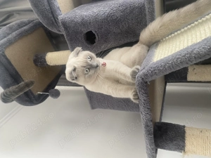 Scottish fold blue 2 băieței și o fetiță  - imagine 3