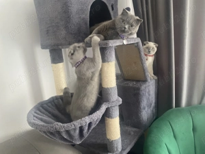 Scottish fold blue 2 băieței și o fetiță  - imagine 4