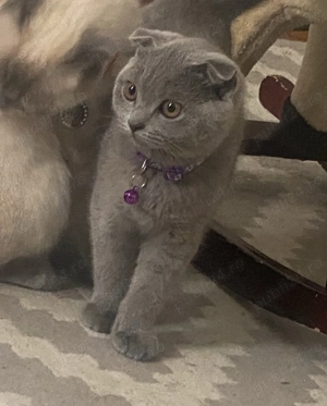 Scottish fold blue 2 băieței și o fetiță  - imagine 5