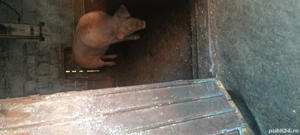 vand scroafa - imagine 2 vand scroafa - imagine 2