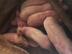 Purcei de vânzare  - imagine 5