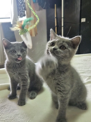 Brithish shorthair blue baietei si fetite