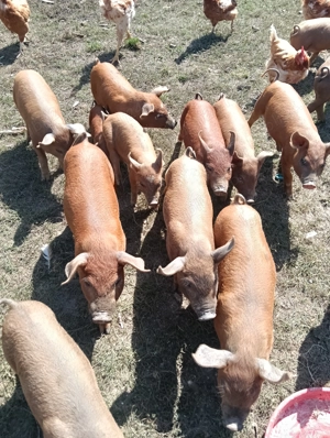 De vânzare purcei de 8 săptămâni 