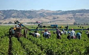 Plecari in ianuarie 2026- agricultura Austria - imagine 2