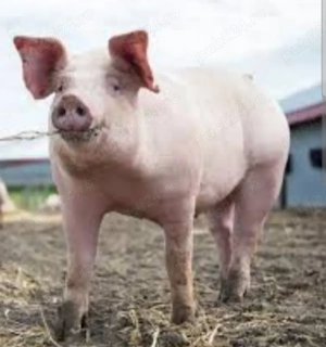 Vand purcea detalii la telefon!