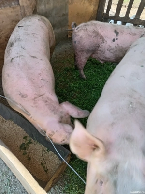 Porci de vanzare - imagine 3