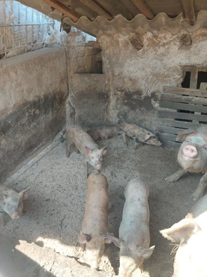 vand purcei  - imagine 2 vand purcei  - imagine 2