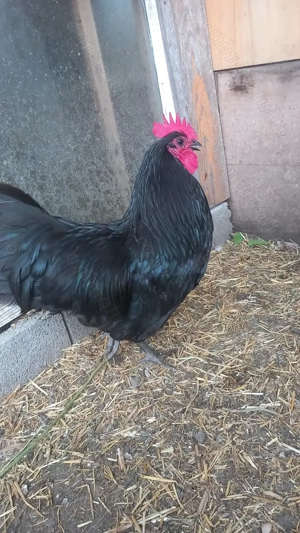 3 gaini si 2 cocosi australorp negru
