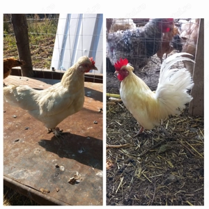 Gaini pitice , americane