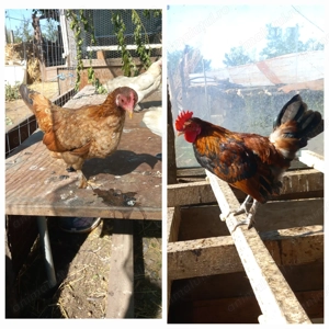 Gaini pitice , americane  - imagine 2