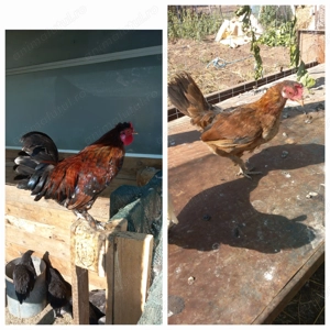 Gaini pitice , americane  - imagine 3