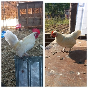 Gaini pitice , americane  - imagine 4