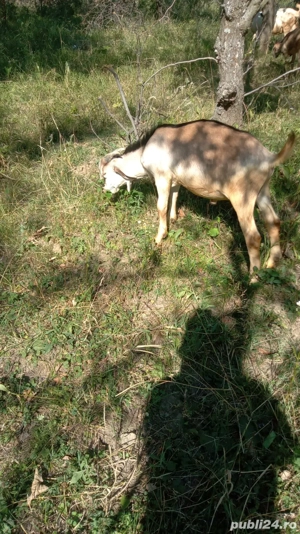 iezi de monta - imagine 3