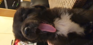 Ciobanesc corb  - imagine 2