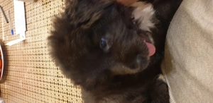 Ciobanesc corb  - imagine 3