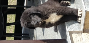 Ciobanesc corb  - imagine 4