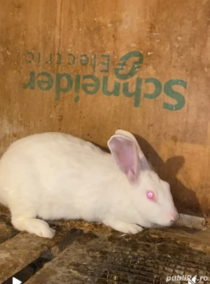 femele hycole francez - imagine 3